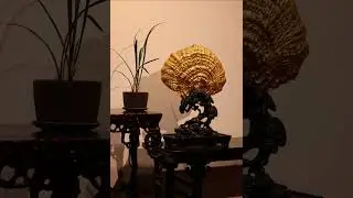灵芝 | 玲珑清玩#meditation #tea #design #agarwood#art #antique #buddha #artwork #woodcarving