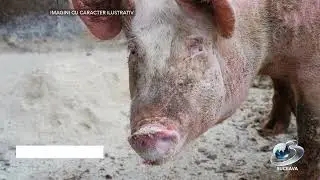 Controale DSVSA Suceava &icirc;n preajma sărbătorilor de iarnă