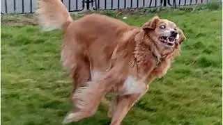 Hilarious Animal Will Make You Laugh #44