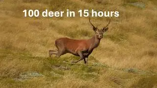 Hunting red deer in the tops