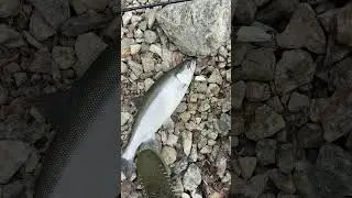Insane kokanee salmon caught in shore fishing #shorts