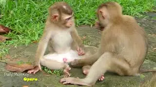 WOW-Amazing crazy monkey sexy -Daily MonKey Oparu