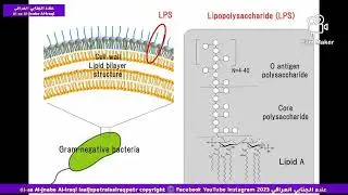 اندوكستين LPS lipid A antigen bacteria 🦠🧫 طب وأبحاث علوم الحياة بيولوجية