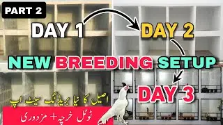 My New Aseel Rooster Setup | New Heera Aseel Breeding Setup 2025 By Heera Aseel Farm | Part 2