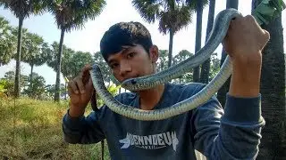 Mengenal ular bandotan macan (PTYAS MUCOSUS)