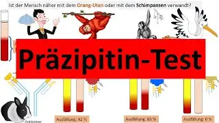 Pr&auml;zipitintest zur Bestimmung stammesgeschichtlicher Verwandtschaft [Biologie, Evolution, Oberstufe]
