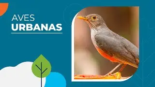 Quem s&atilde;o as aves urbanas?