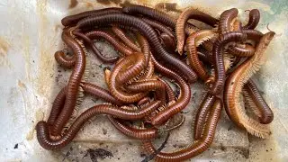 OMG So Many Giant Millipedes,Small Red Millipedes. #insects #animal #subscribe #nature #nature