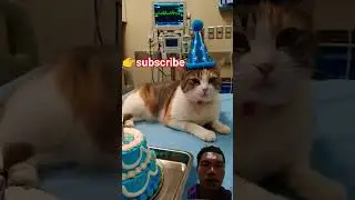 #feedshort #shortvideo #cat #cats #catsick #short