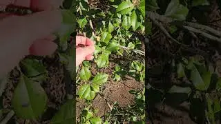 Holly tree thorny leaves green in winter