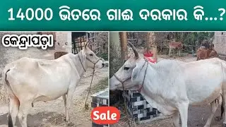 Cross Breed Cow Sale in Kendrapada, Odisha