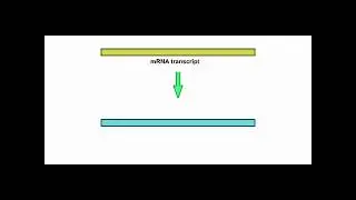 How to make cDNA Animation