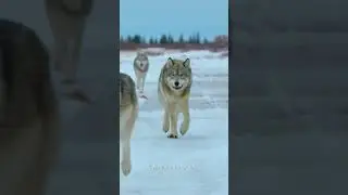 Why Do I Like The Wolf