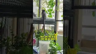 Да, у меня есть спасенная обезьянка!