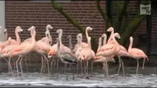 Kein Winterschlaf im Tierpark Th&uuml;le