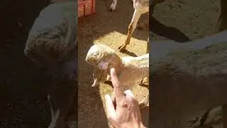 choti bakri |cota lela leli #bakri #leli #baby #cute