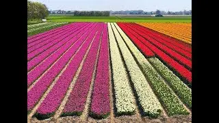 A Short Drive Easter weekend Krabbendam & Het Wildrijk The Netherlands 20-04-2019 Vlog 412