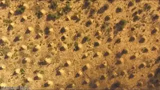 biggest termite mound in the world