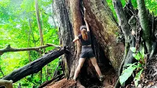 Survival Shelter Beneath a Giant Tree Trunk || Life in the Wild Jungle