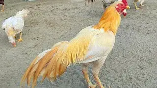 Pure Bhakkar Aseel 