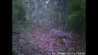 Deep in the woods of northern Michigan where the wild one roams!