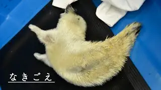 【海遊館】ワモンアザラシの赤ちゃんと鳴き声（2021.4.25）