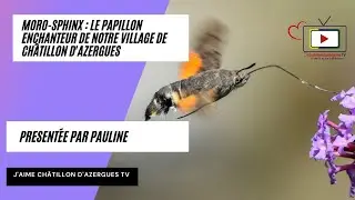 Moro sphinx  le papillon enchanteur de notre village Ch&acirc;tillon d'Azergues