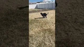 😂 if it&rsquo;s not the goats getting into trouble it&rsquo;s the dog! #farmlife #funnyvideo #funnypets #pup