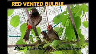 Life of a Red-Vented BULBUL || Bird-watching in Quarantine!