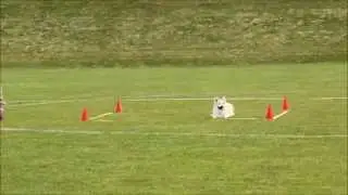 Viska obedience class 3