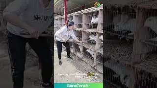 Ultimate Poop Scooping ASMR? 😂 This Rabbit Cage Clean is Oddly Satisfying! #oddlysatisfying #asmr