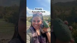 Пойдёмте со мной на частную ферму авокадо! #калифорния #авокадо #фермерство