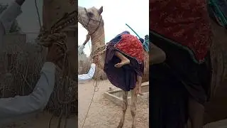 امرأة من سارة تتسلق بسعادة.