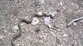 NevadaGopherSnake2010.mov