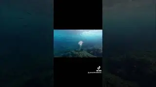 Las mejores inmersiones en Tenerife Sur con Ocean Friends buceo