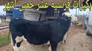 سوق بشمارون بكاكير عشر خمس أشهر فرنسيات.         بتاريخ 2026/1/17 رقم التواصل (0968337737)