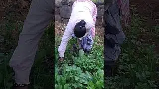 @Farm fresh vegetables #vegetables#trending 