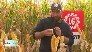 Glymax presento sus hibridos de ma&iacute;z LG