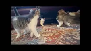 Nadja: Day 76. Maisel & Sally exploring the 1st floor #adoptstrays #catvideos #kitten