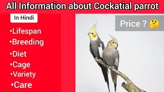 Information about Cockatial parrot  Lifespan,Price,Breeding,Variety,#cocktail Information#cockatiel