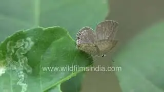 lime Blue Butterfly: The Tiny Jewel of Nature