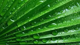 MBB - Fresh