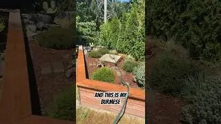How to cool down Black Burmese Mountain Tortoises 🐢 #tortoise