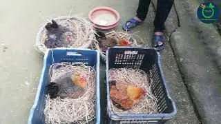 ৪(চারটি) দেশি মুরগী দিয়ে কিভাবে ১০০ মুরগীর খামার করবেন || deshi morgir khamar ||