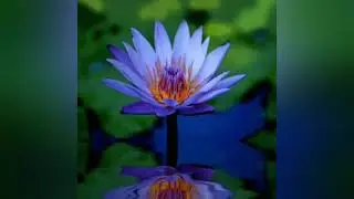 Blue Lotus (1:44)