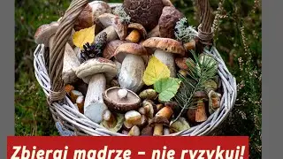 Jak zbierać grzyby – poradnik dla początkujących grzybiarzy