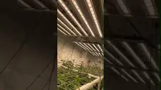 LM301b LM301h mega plus led grow light bar 660w.