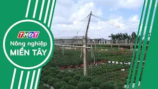 L&agrave;ng hoa ở Quảng Trị kỳ vọng vụ Tết bội thu | N&ocirc;ng nghiệp Miền T&acirc;y