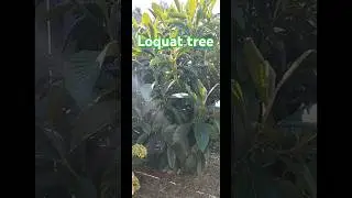 Loquat Tree.                                         --Gardens and Palms--