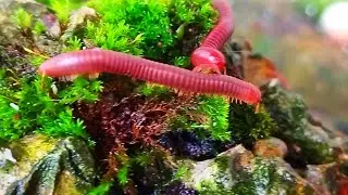 From Forest to Pet: The Fascinating World of Pet Millipedes
